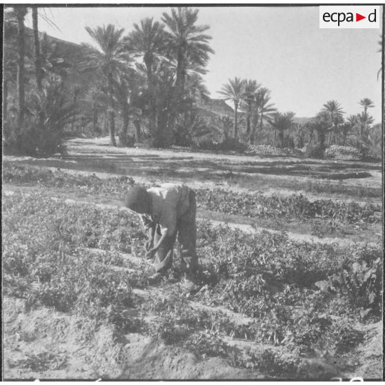 Taghit. Foyer agricole. Ramassage de petits pois par un élève.