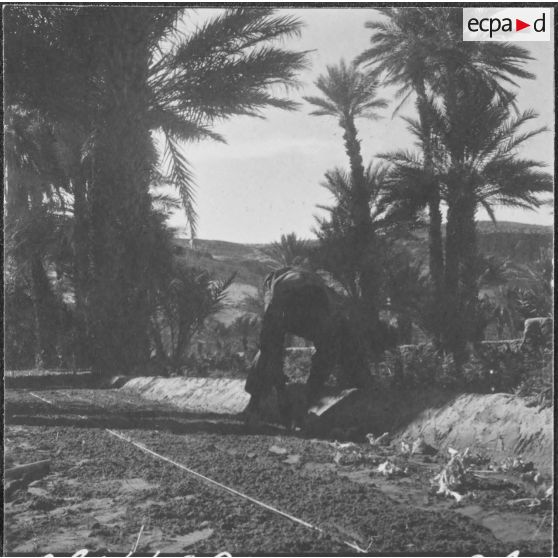 Taghit. Foyer agricole. Différents carrés de semences travaillés par les élèves sous la direction des militaires du contingent.