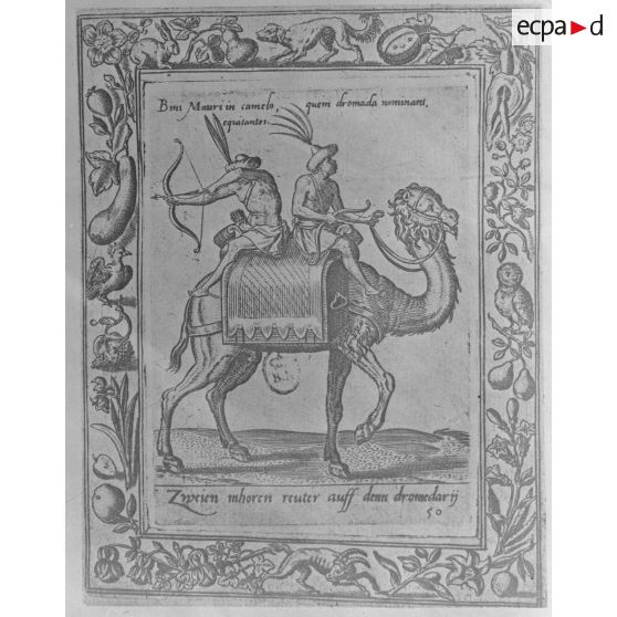 Alger. Musée colonial militaire Franchet d'Espéray. Gravure.