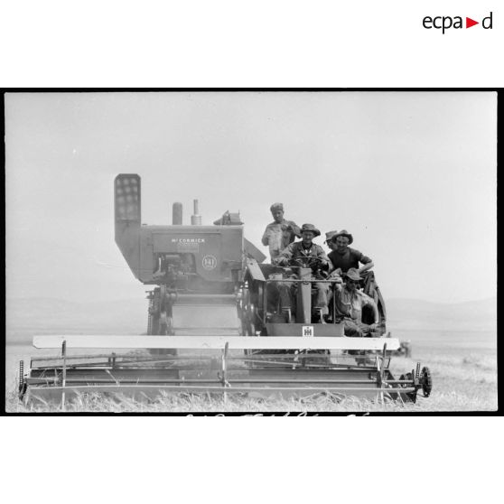 Moissonneuse-batteuse conduite par le 67e bataillon d'infanterie portée (BIP) lors des moissons à Aïn Beïda.