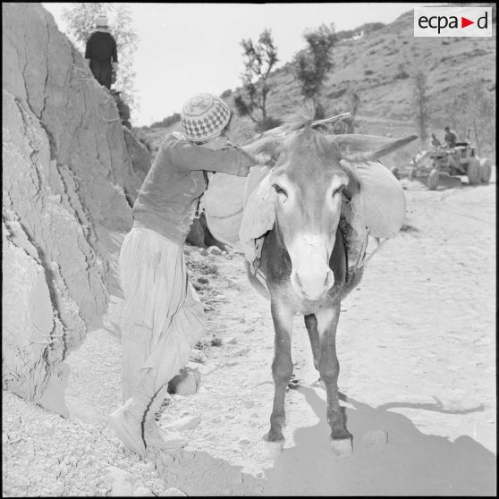 Homme chargeant son âne de sacs de semoule après une distribution au marché d'Ouled-El-Bahri.