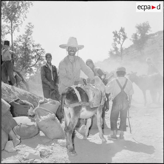 Homme chargeant son âne de sacs de semoule après une distribution au marché d'Ouled-El-Bahri.