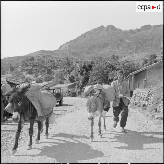 Homme du village d'Oued-El-Bahri rentrant avec son âne chargé de sacs de semoules distribués par l'officier de la Section administrative spécialisée (SAS).
