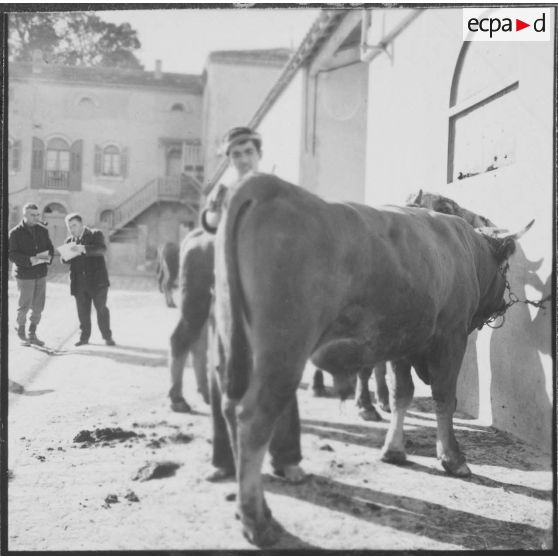 Ferme expérimentale du Kroub. Les taureaux à vendre.