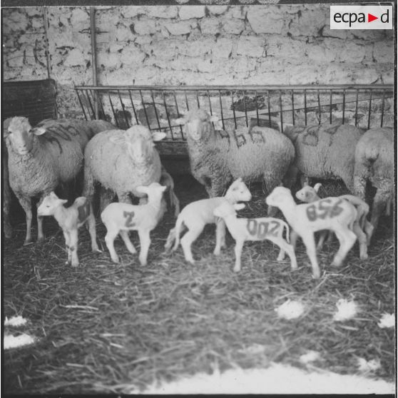 Ferme expérimentale du Kroub. Les moutons et les agneaux.