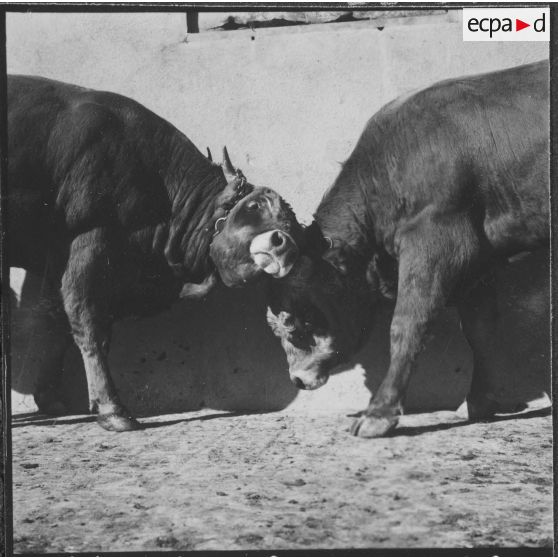 Ferme expérimentale du Kroub. Une dispute entre deux taureaux.