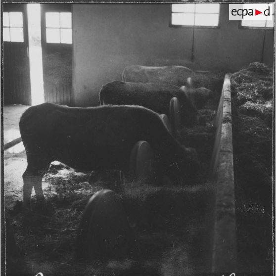 Ferme expérimentale du Kroub. Les étables.