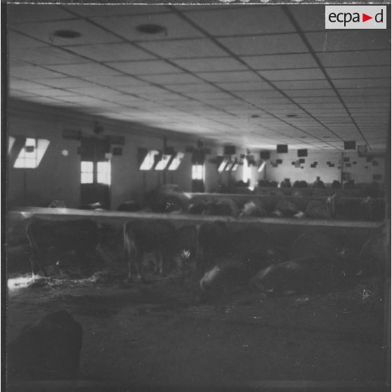 Ferme expérimentale du Kroub. Les étables.