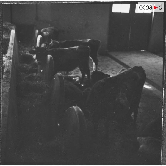 Ferme expérimentale du Kroub. Les étables.