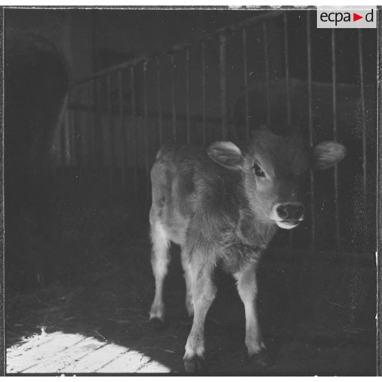 Ferme expérimentale du Kroub. Un veau à l'étable.