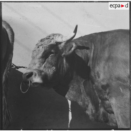 Ferme expérimentale du Kroub. Les taureaux attendent les acheteurs.