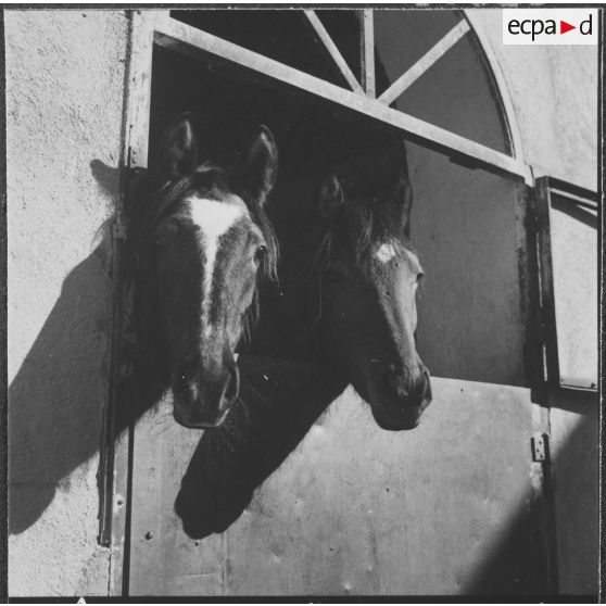 Ferme expérimentale du Kroub. Les chevaux au râtelier.