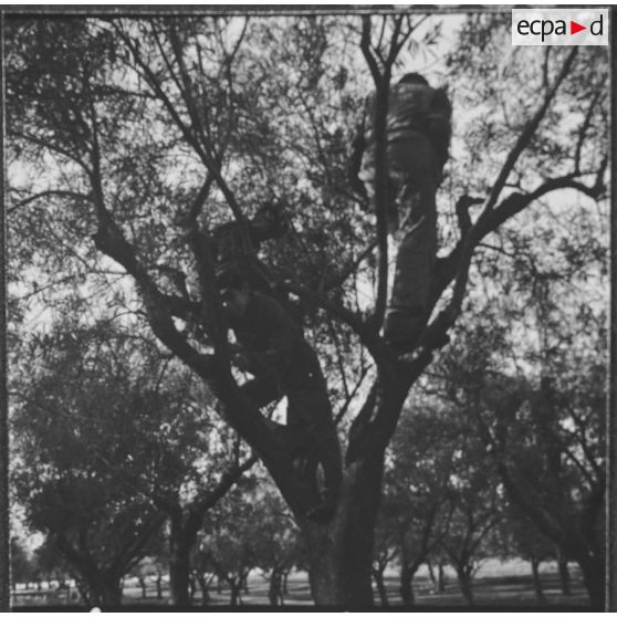 Clinchant. Centre de formation professionnelle agricole (CFPA). Tous les élèves sont montés dans les arbres et taillent les oliviers.