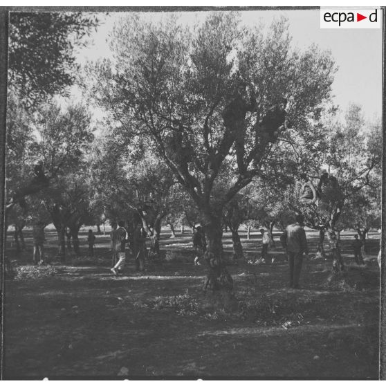 Clinchant. Centre de formation professionnelle agricole (CFPA). Tous les élèves sont montés dans les arbres et taillent les oliviers.