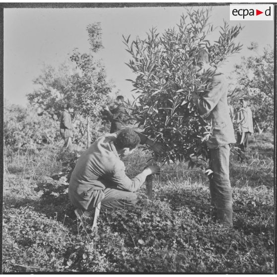 Clinchant. Centre de formation professionnelle agricole (CFPA). Les élèves apprennent aussi à tailler les orangers.