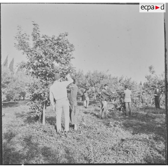 Clinchant. Centre de formation professionnelle agricole (CFPA). Les élèves apprennent aussi à tailler les orangers.