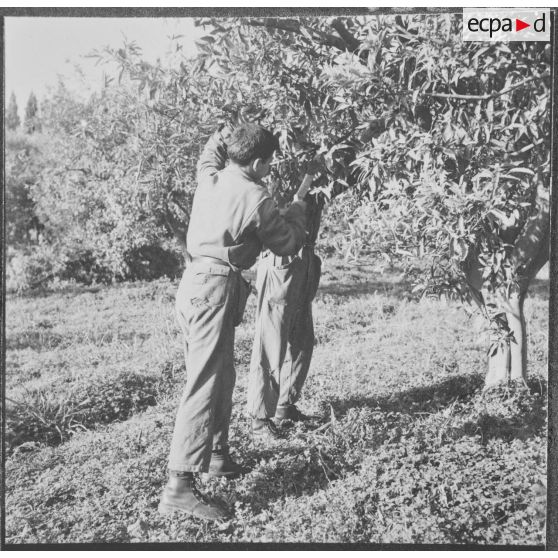 Clinchant. Centre de formation professionnelle agricole (CFPA). Les élèves apprennent aussi à tailler les orangers.