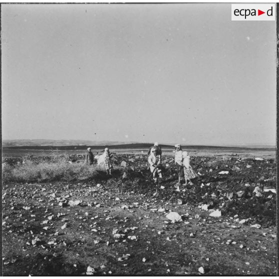 Ouled Zid. La population civile vient ramasser le bois que les bulldozers de la Défense et Restauration des sols (DRS) ont arraché.