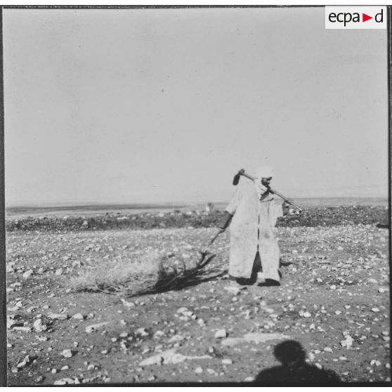 Ouled Zid. La population civile vient ramasser le bois que les bulldozers de la Défense et Restauration des sols (DRS) ont arraché.