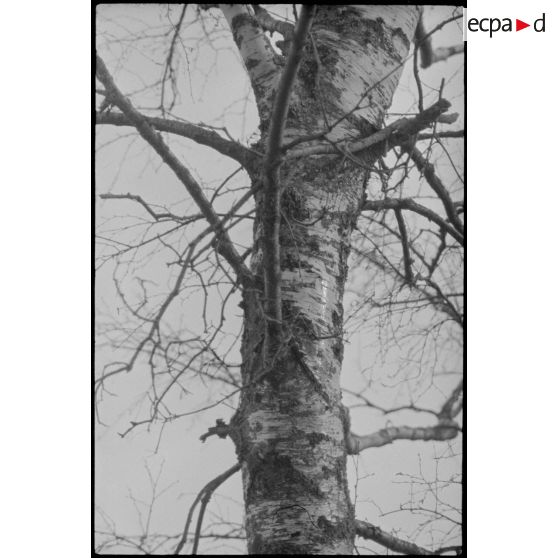 Paysage qui s'offre aux artilleurs allemands du schwere Panzer Abteilung 519.