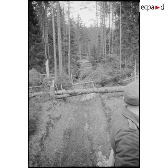 Des arbres ont été volontairement coupés par la résistance pour interdire la progression des véhicules allemandes, ici des Nashorn du Schwere Panzer Abteilung 519.