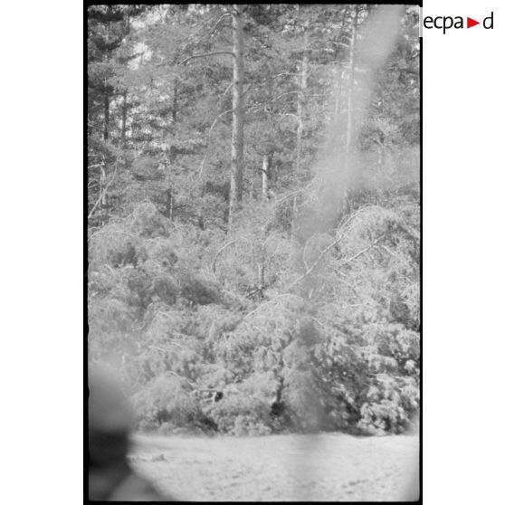 Au nord de Lepel, des canons automoteurs Sd.kfz.164 Nashorn du 519e bataillon lourd de chasseurs de chars (Schwere Panzerjäger Abteilung 519) soutiennent les fantassins allemands dans leur lutte contre les partisans.