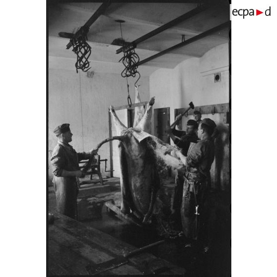 Des bouchers dissèquent une vache.