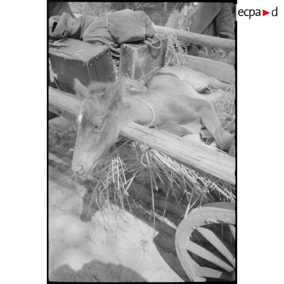 Progression difficile d'une charrette hippomobile dans une zone maréchageuse.