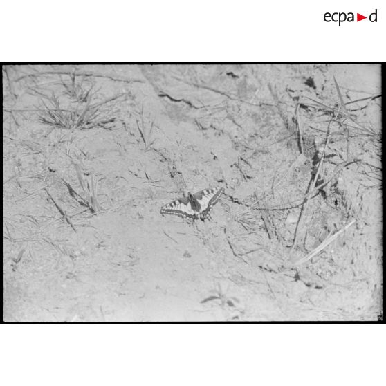 Un papillon photographié durant l'opération Frühlingfest (fête du printemps).