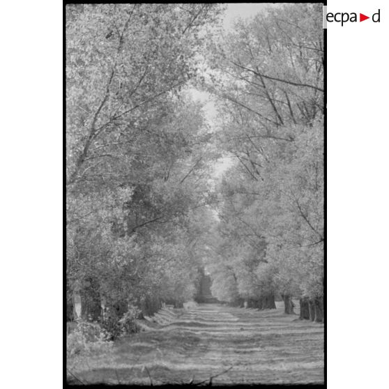 Rangée d'arbres au printemps durant l'opération Frühlingfest.