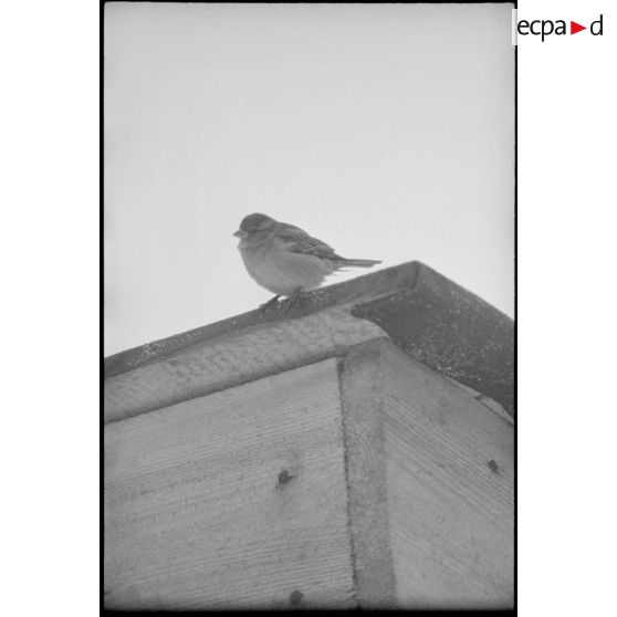 Un moineau sur un toit.