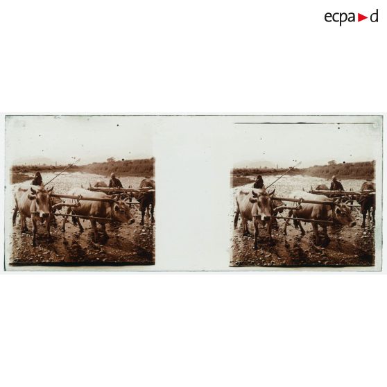 [Vie locale : un attelage de bœufs dans un cours d'eau].<br> [Légende d'origine]