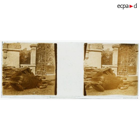 [Cheval mort devant une grille].<br> [Légende d'origine]