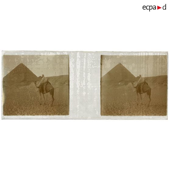 [Egypte. Dromadaire devant pyramide].<br>