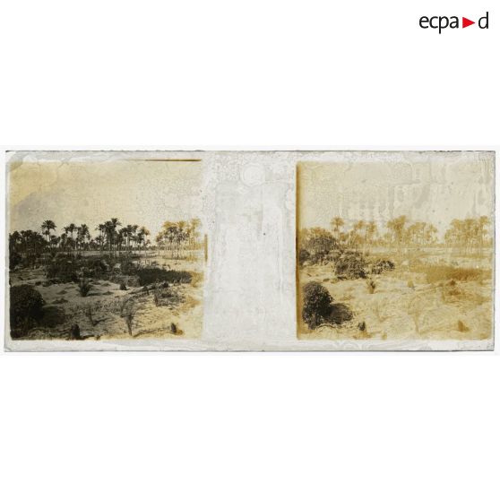 [Paysage avec palmiers].<br> [Légende d'origine]