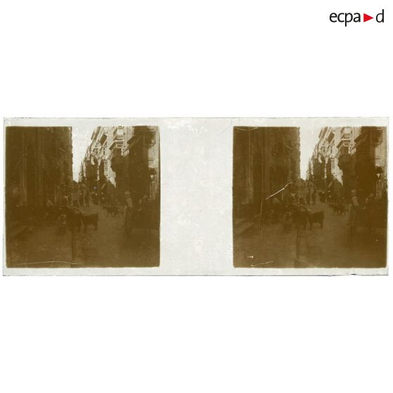 [Malte. Rue avec troupeaux de chèvres]. <br> [Légende d'origine]
