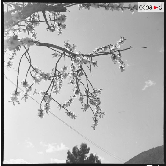 [Branche fleurie en contre-plongée.]