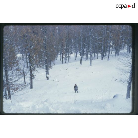 Forêt de Tamesguida. [légende d'origine]