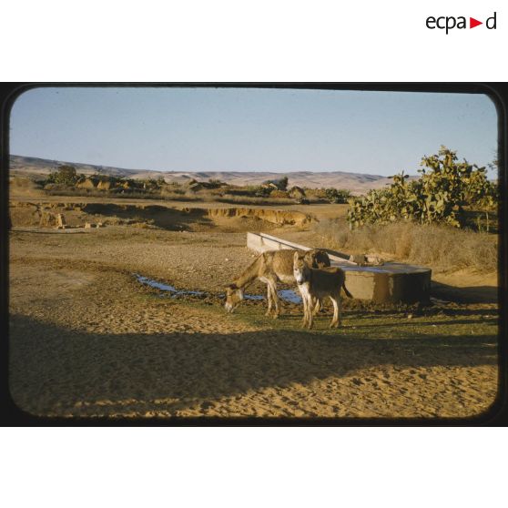 1956 Palikao, Relizane Zémora (1). [légende d'origine]