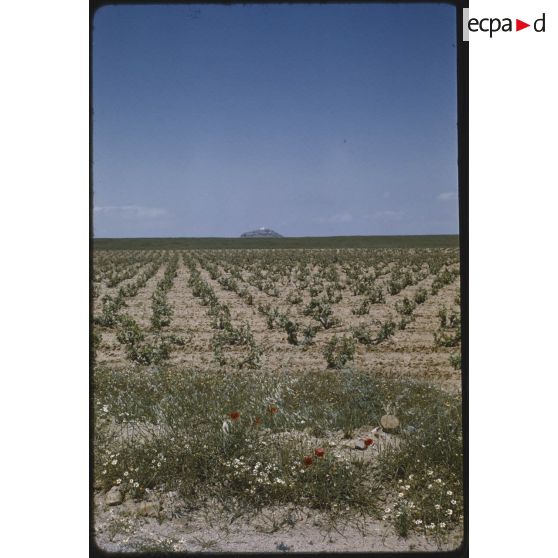 Vers Vialar, mai 1959. [légende d'origine]