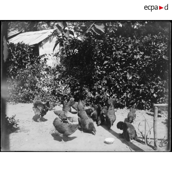[Le signe et les poules].<br>