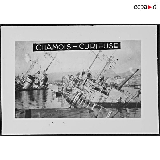 Chamois - Curieuse. [légende d'origine]