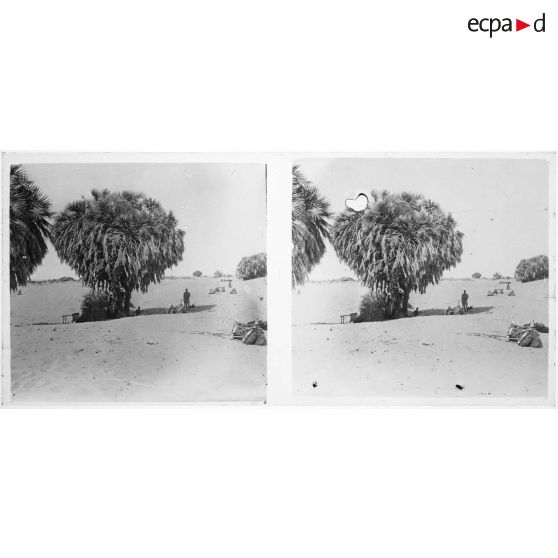 [Tchad. Bivouac au pied d'un arbre].