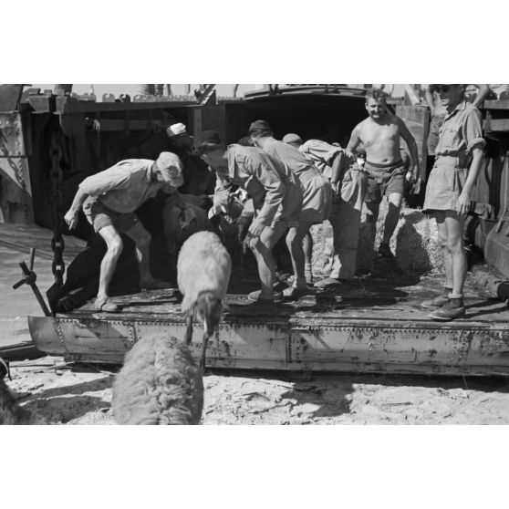 Déchargement d'un Marinefährprahm de la marine allemande (Kriegsmarine), ici la cargaison est constituée de bêtes (chèvres et de moutons).