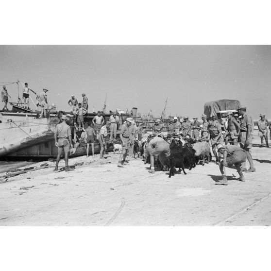 Déchargement d'un Marinefährprahm de la marine allemande (Kriegsmarine), ici la cargaison est constituée de bêtes (chèvres et de moutons).