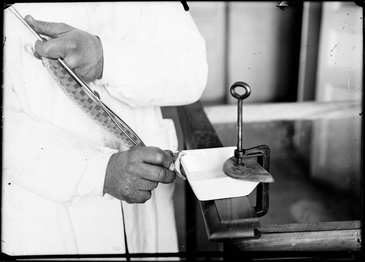 Institut Pasteur d'Alger. Extraction du venin de la vipère à corne. 19-2-16. [légende d'origine]