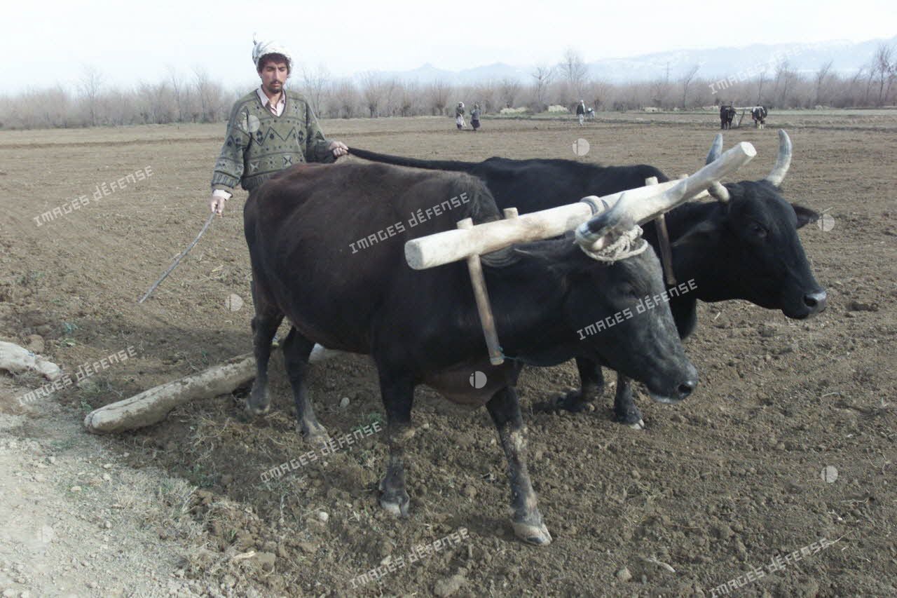 Un paysan afghan guide sa charrue tractée par deux boeufs afin d'égaliser la terre dans un champ près de l'aéroport de Mazar e Charif.