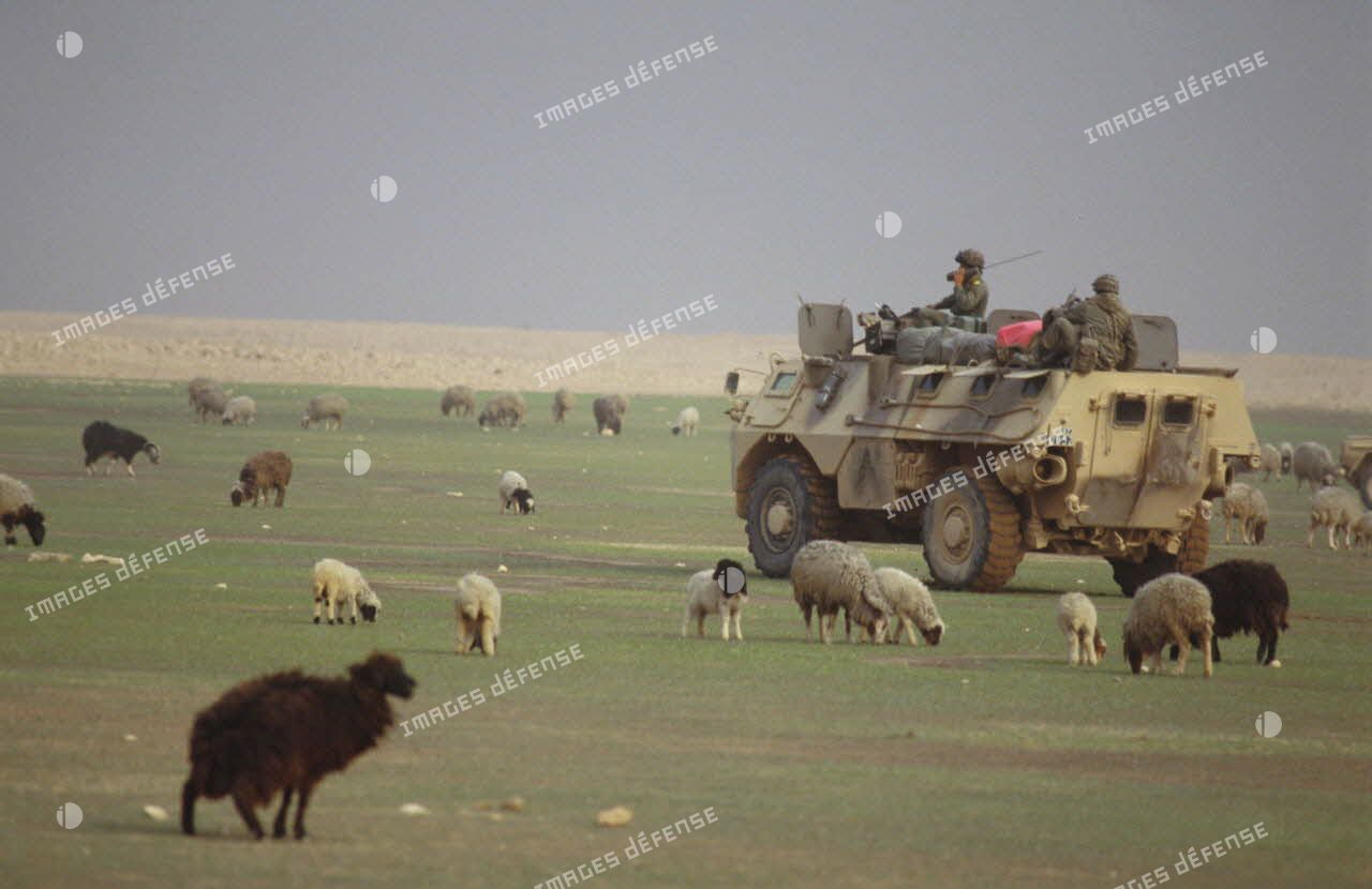 VAB dans un pré au milieu de moutons lors d'une reconnaissance du 2e RIMa (régiment d'infanterie de marine) dans les camps bédouins au nord des positions françaises dans le désert irakien.
