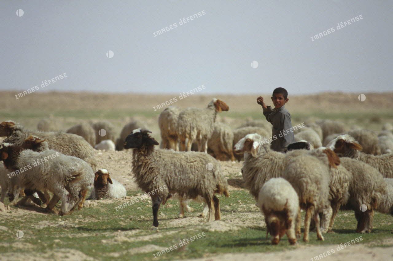 Jeune bédouin irakien au milieu de son troupeau de moutons dans le désert, près de l'Axe Texas au nord d'Al Salman.