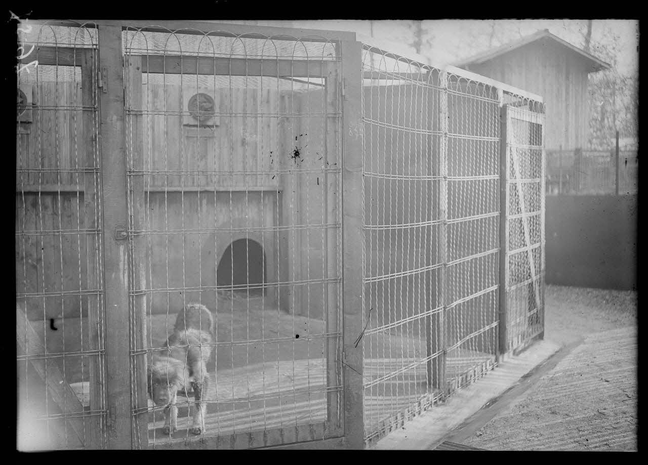 Juvisy-sur-Orge, chiens sanitaires. Aménagement provisoire pour la durée de la guerre d'un chenil. [légende d'origine]